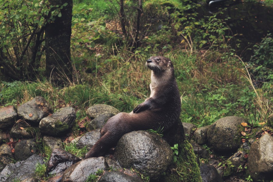 animais animais, castor, um, floresta, sentado, relaxe, tranquilidade,