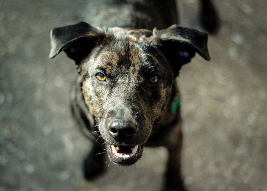 cachorro, pretas, animais, vista dianteira, olhando câmera, animal estimação,