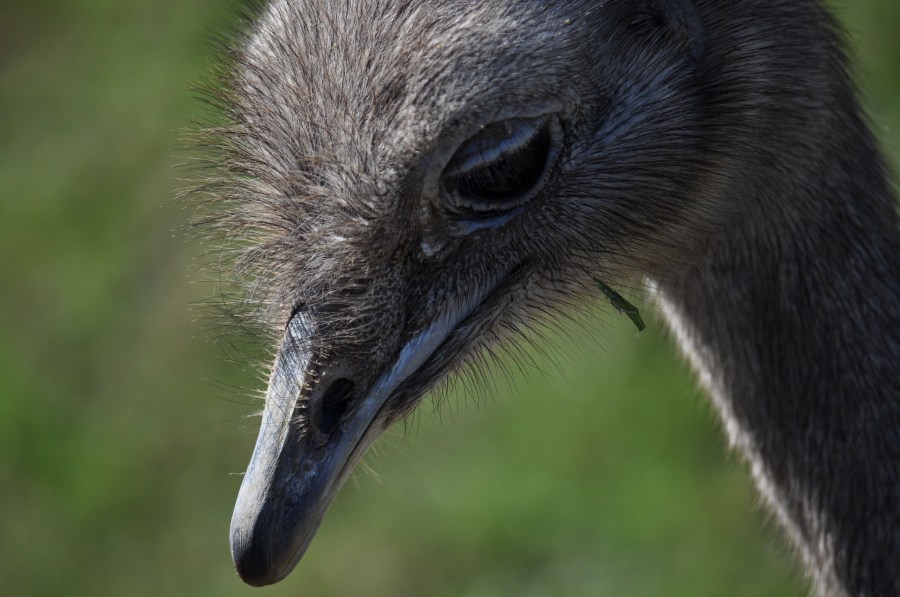 Avestruz, um pássaro animal, olho, penas, plumagem, bico, rápido, velocidade, África, Africano, Altura, Animais, Aparência, Pássaro, Avestruzes, Aviária, Cabeça, Conservação, Conservar, Pescoço