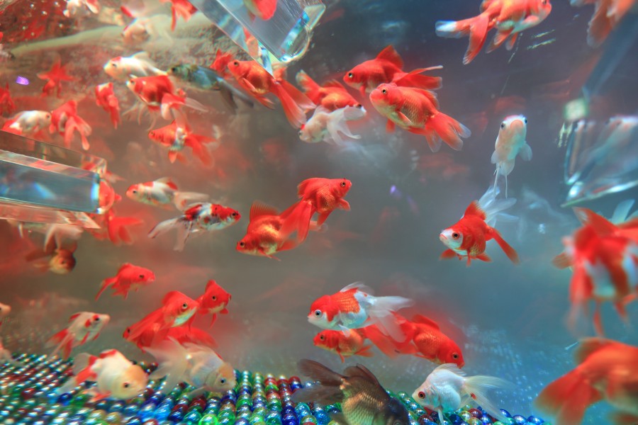 fishbowl, peixe, peixe, muito, pet, vermelho, laranja, close-up,