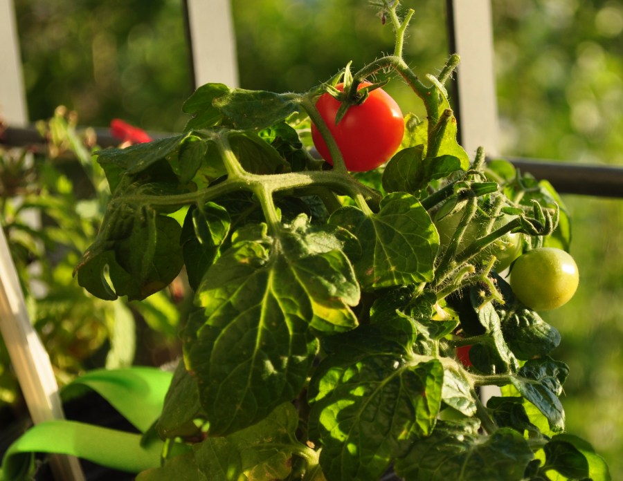 planta, tomate, cereja, vermelho, fruta, exterior, dia, jardim,