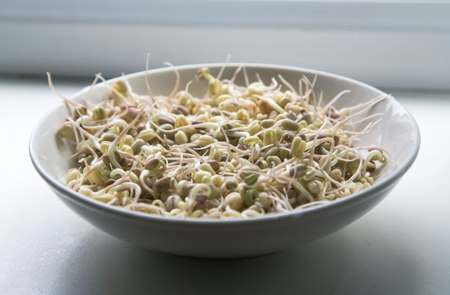 brotos de feijão, refeições, brotos, saudável, vegan, refeições, prato, comida,