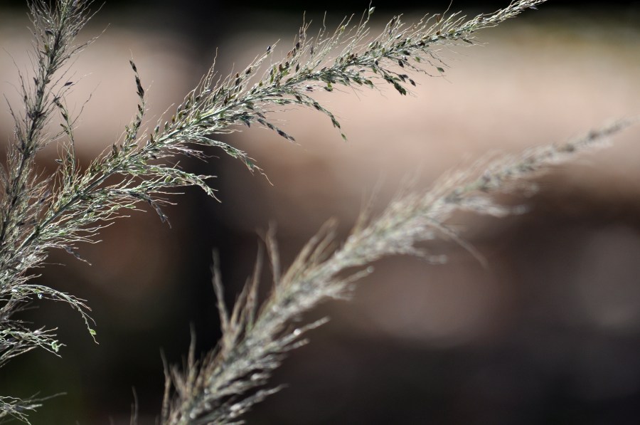 Outono, Folhas, Outonal, Plano de fundo, Planos de fundo, Folha, Natureza