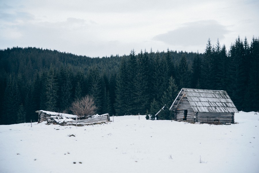 cabine, floresta, neve, inverno, paisagem, madeira,