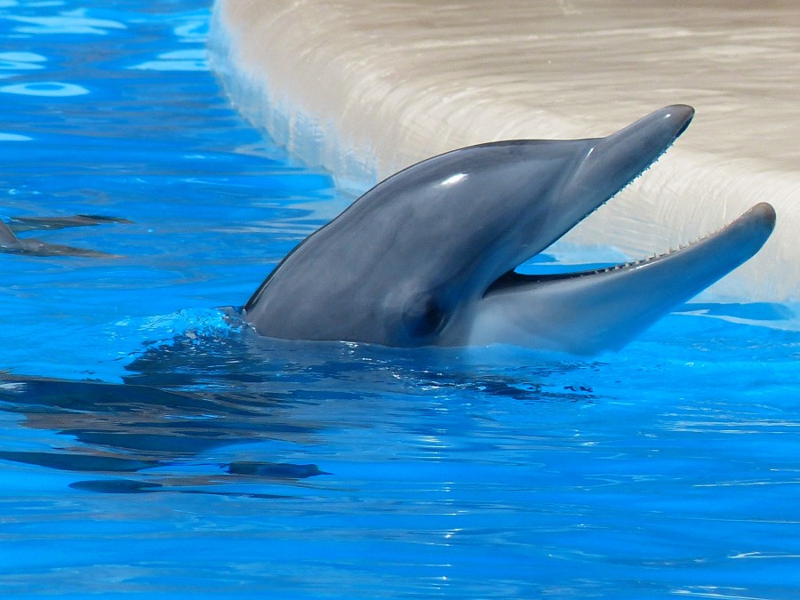 golfinho, animais de aquário, piscina, boca aberta, um, vida marinha,