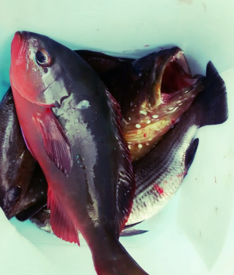 Pesca, peixe, bacalhau, bonito, tropical, caribenho,