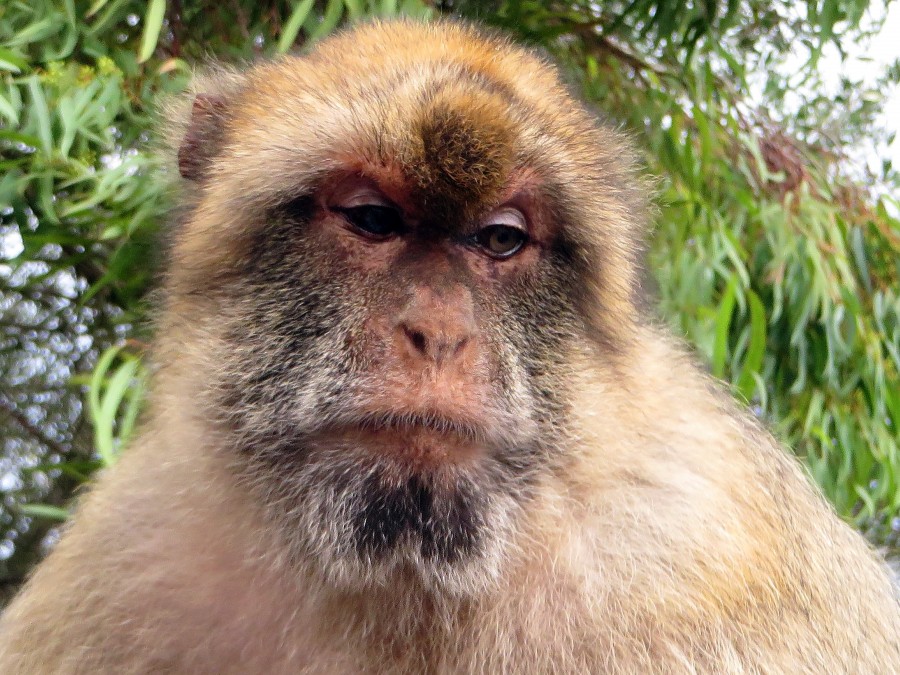 macaco, macaco, close-up, cara, selvagem,