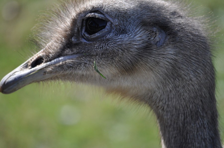 Avestruz, um pássaro animal, olho, penas, plumagem, bico, rápido, velocidade, África, Africano, Altura, Animais, Aparência, Pássaro, Avestruzes, Aviária, Cabeça, Conservação, Conserve, Pescoço, Struthio camelus