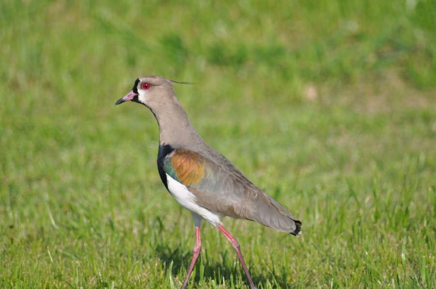 Um animalBird, Tero