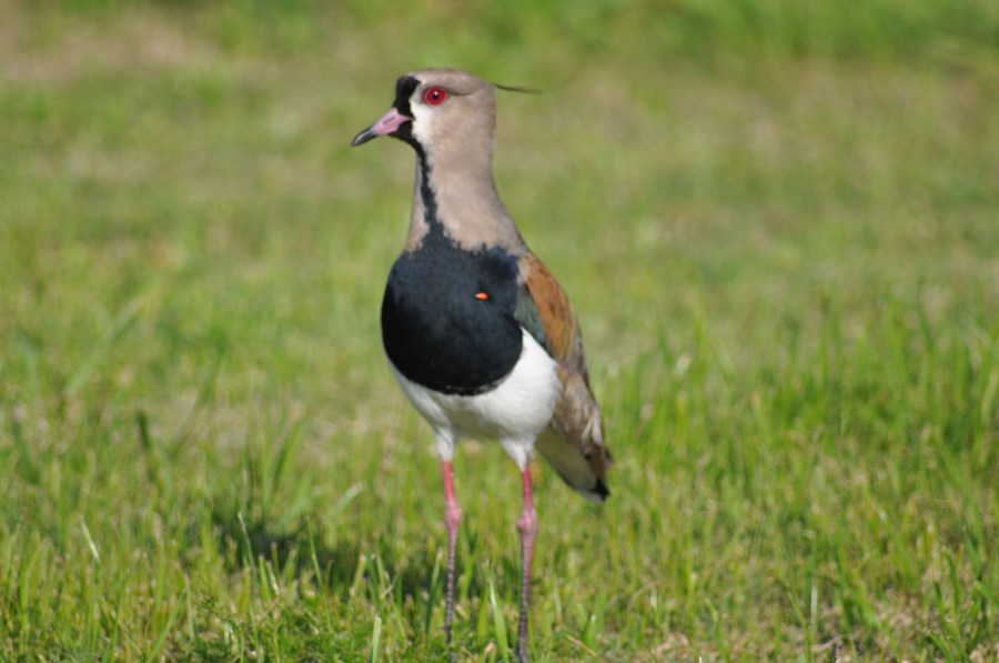Um animalBird, Tero