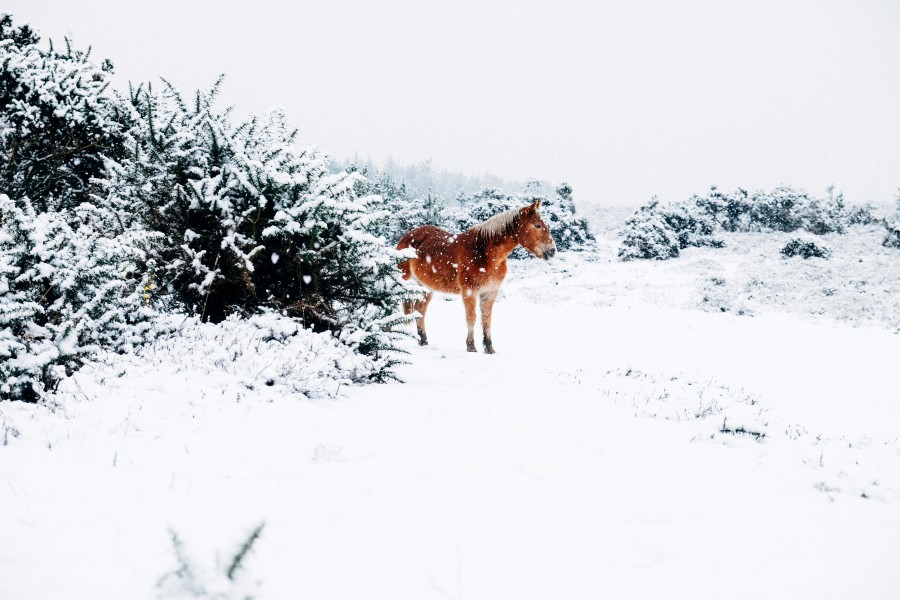 neve, cavalo, animais frios, inverno, um, paisagem,