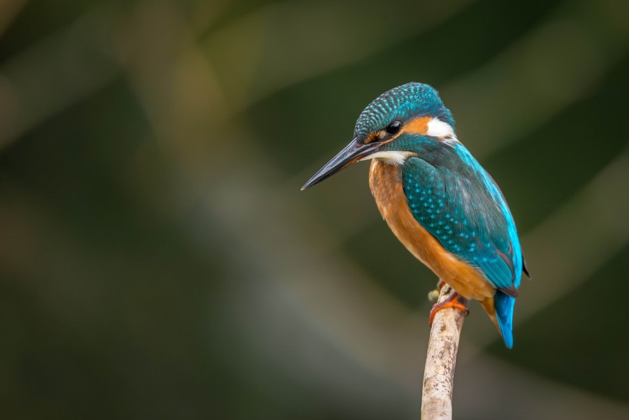 Alcedo atthis, kingfisher, pássaro, pássaro, natureza, fauna, primeiro plano, colorido, livre,
