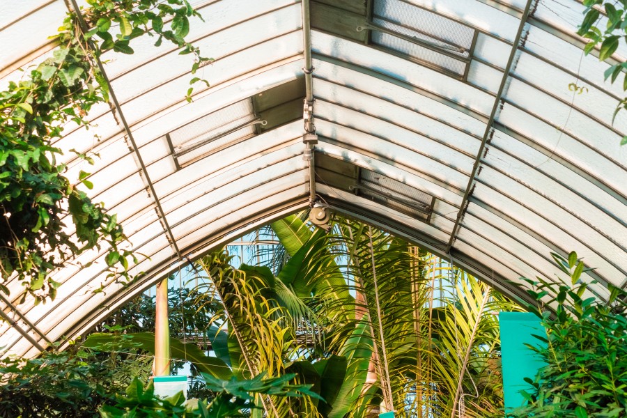 estufa, berçário, plantas, indoor, colheita, plantação, umidade, molhados, ninguém, meio ambiente, ecosystem,