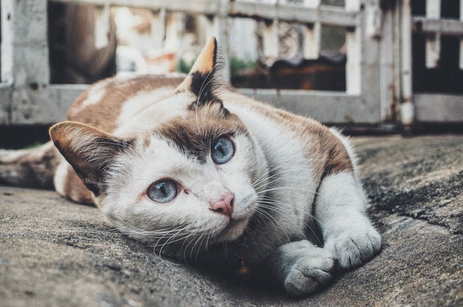 gatinho, bebê gato, animais jovens, agressivo, caça, gato, pele, adorável, animais, carnívoros, fofo, cabelo, bebê, mamífero, pata, animais de estimação, brincalhão, retrato, puro sangue, pequeno, curioso, querido, fotos grátis, imagens grátis, gato doméstico, retrato de cabeça animal, gato enrugado, bonito, gatinho, animais, fotografia, olhando para câmera, animal doméstico, animal jovem, cor, dia, dentro de casa, animal de estimação, ninguém, olho de Animais, Partes do corpo animal Temas animais, animal adorável, animal de estimação, peludo, juba, cores, cabelos, listras, felino, gatinho, micifuz, michino, madrileño, felido, gatuno