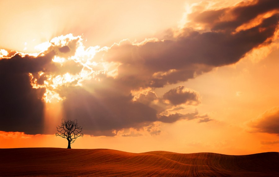 árvore, desert, pôr do sol, sunbeams, shape, solteiro, one, landscape, desert, solitário,