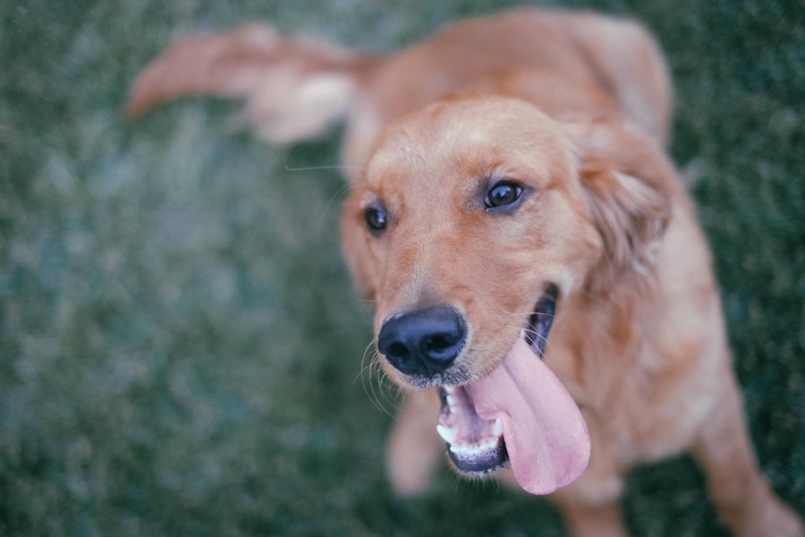 cachorro, animais fora, animal de estimação, dourado, retriever, língua,