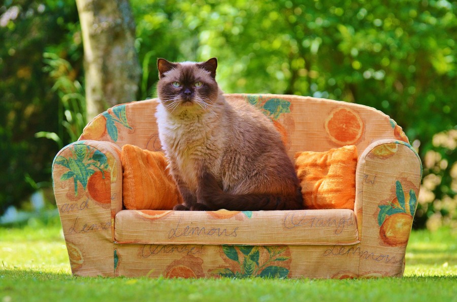 gatinho, bebê gato, animais jovens, agressivo, caça, gato, pele, adorável, animais, carnívoros, fofo, cabelo, bebê, mamífero, pata, animais de estimação, brincalhão, retrato, puro sangue, pequeno, curioso, querido, fotos grátis, imagens grátis, gato doméstico, retrato de cabeça animal, gato enrugado, bonito, gatinho, animais, fotografia, olhando para câmera, animal doméstico, animal jovem, cor, dia, dentro de casa, animal de estimação, ninguém, olho de Animais, parte do corpo animal Temas animais, animal adorável, peluches, animal de estimação, peludo, juba, cores, cabelos, listras, felino, gatinho, micifuz, michino, madrileño, felido, gatuno, sofá, gato reclinado, sentado, fundo poltrona laranja bokeh