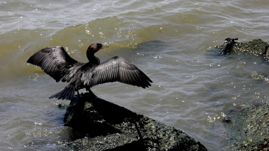 Pássaro, Rio de la Plata, asas, pássaro