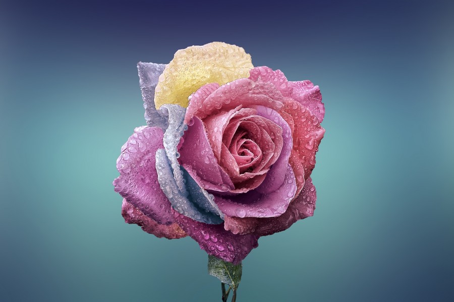 flor, cor, cores, conceito, modificação, genética, fresco, colorido, primavera, rosa, pétalas, fresco, frescor, conceito, composição, criação, dna,