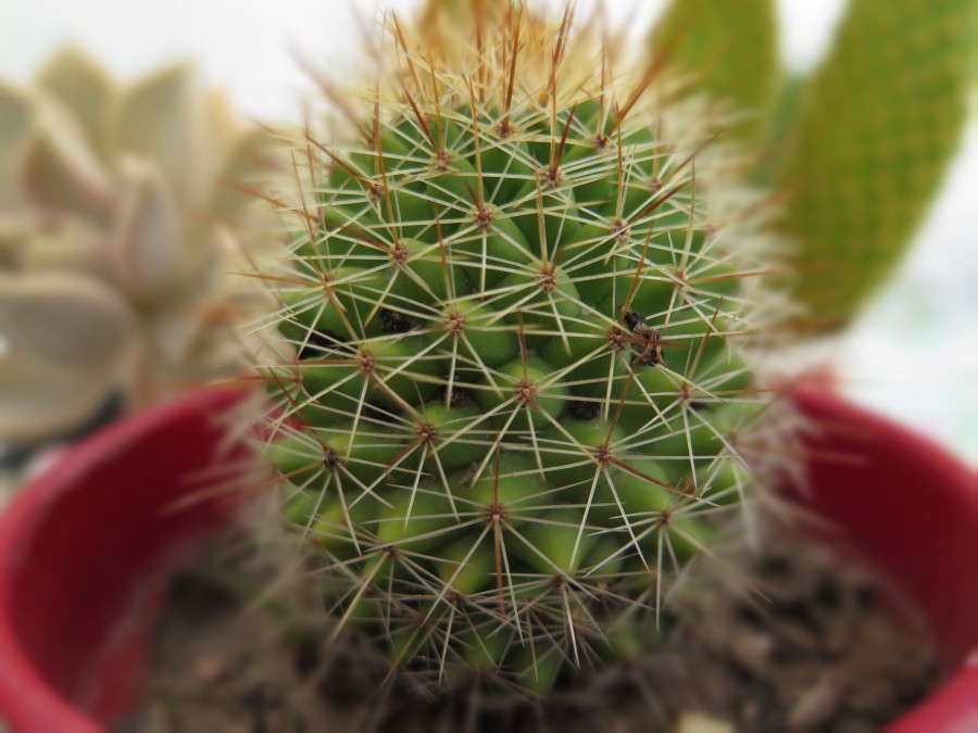 cacto, planta, close-up, natureza, pote, espinho, espinhos,