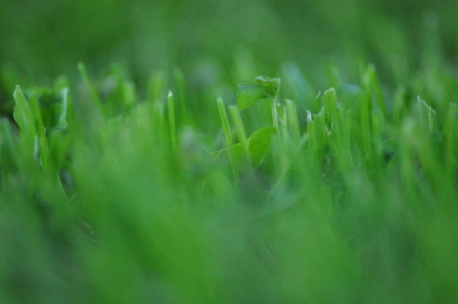 Grama, verde, textura, texturas