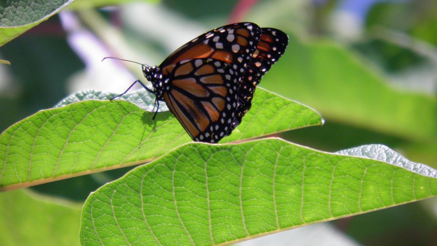 Borboleta, inseto, vôo, casulo, primavera, folha, verde