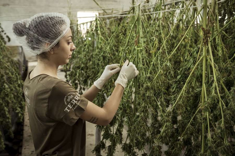 cannabis, produção, trabalho, quarto, equipamento, saúde, controle, medicina, equipe, tecnologia, pessoas, médico, industrial, laboratório, máquina, ciência, operação, cuidados, mulher, produto químico, negócios, profissional, linha de produção, fábrica, cientista , indústria, enfermeira, inovação, pacote, sativa, maconha, Coping, globos,
