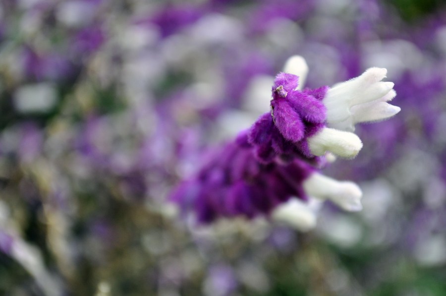 Fundo, fundos, natureza, violeta