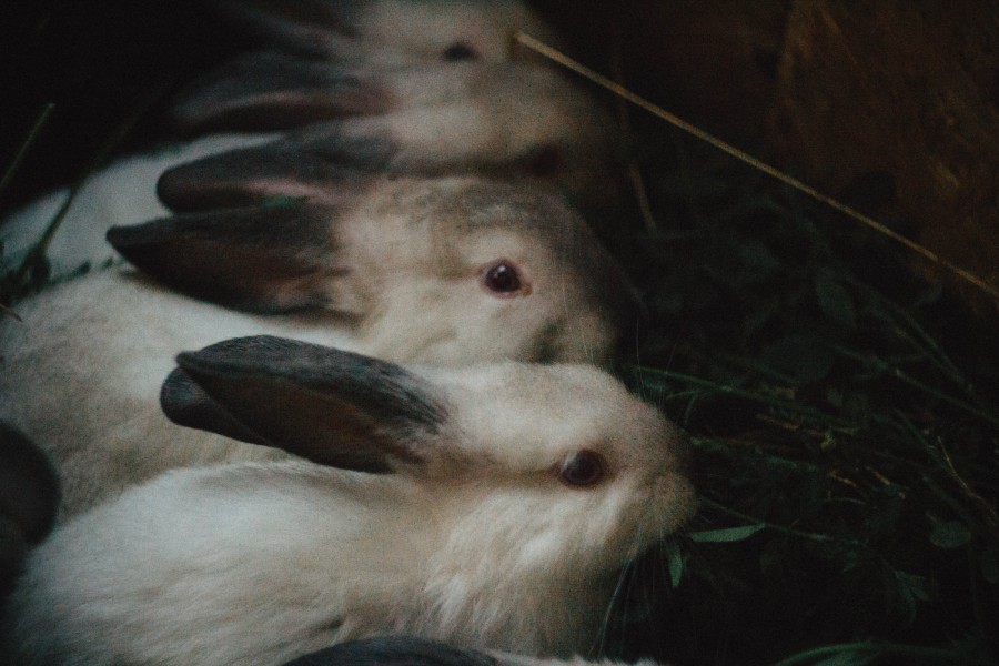 coelho, coelhos, animais animais, close-up,