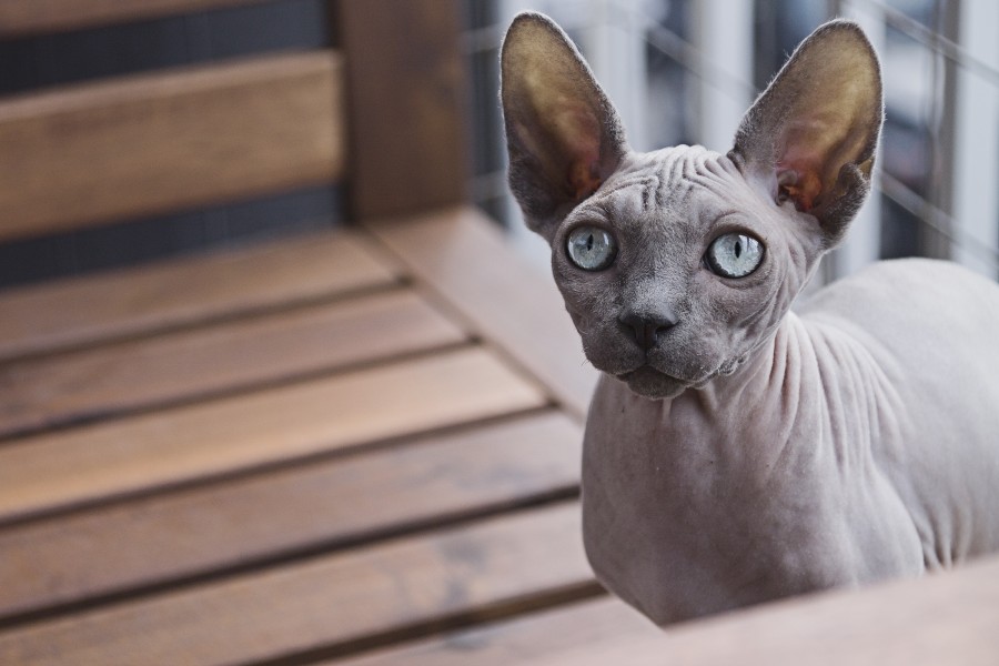 gatinho, bebê gato, animais jovens, agressivo, caça, gato, pele, adorável, animais, carnívoros, fofo, cabelo, bebê, mamífero, pata, animais de estimação, brincalhão, retrato, puro sangue, pequeno, curioso, querido, fotos grátis, imagens grátis, gato doméstico, retrato de cabeça animal, gato enrugado, bonito, gatinho, animais, fotografia, olhando para câmera, animal doméstico, animal jovem, cor, dia, dentro de casa, animal de estimação, ninguém, olho de Animais, Partes do corpo animal Temas animais, animal adorável, animal de estimação, peludo, juba, cores, cabelos, listras, felino, gatinho, micifuz, michino, madrileño, felido, gatuno