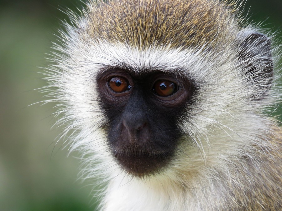 macaco, close-up, cara, cara, mamífero, animais, selvagem, vervet, áfrica, africano, chlorocebus pygerythrus,
