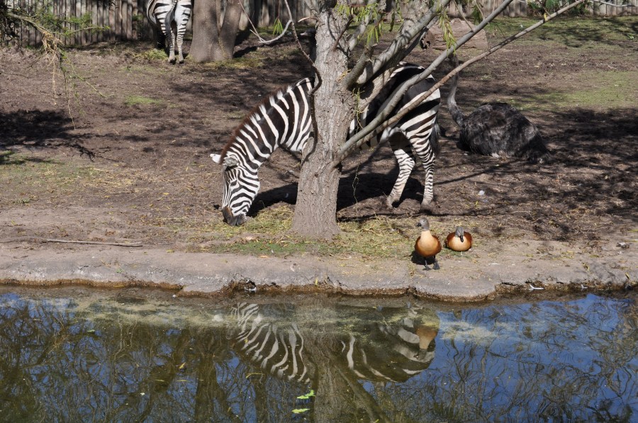 África, Animal selvagem, Zebra, Cor, Composição, Conceito, Crter, Crepsculo, Criatura, Dá, Equídeos, Estado de alerta, Exóticas, Exterior, Fauna, Flora, Flora e Fauna, Hbitat, A ferver, Grama, Ícone de, Mamífero, Moita Migração, Ninguém, Natureza, Ngorongoro, Pôr do sol, Parque Nacional, Património Mundial, Reserva natural, Retrato, Savana, Safári, Safari animal, Timidez, Tunya, Velocidade, Vertebrados, Viagens, Vida selvagem