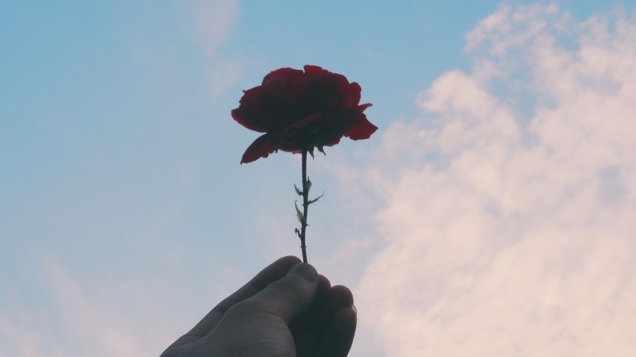flor, rosa, vermelho, céu, romântico, romantismo, presente, aniversário,