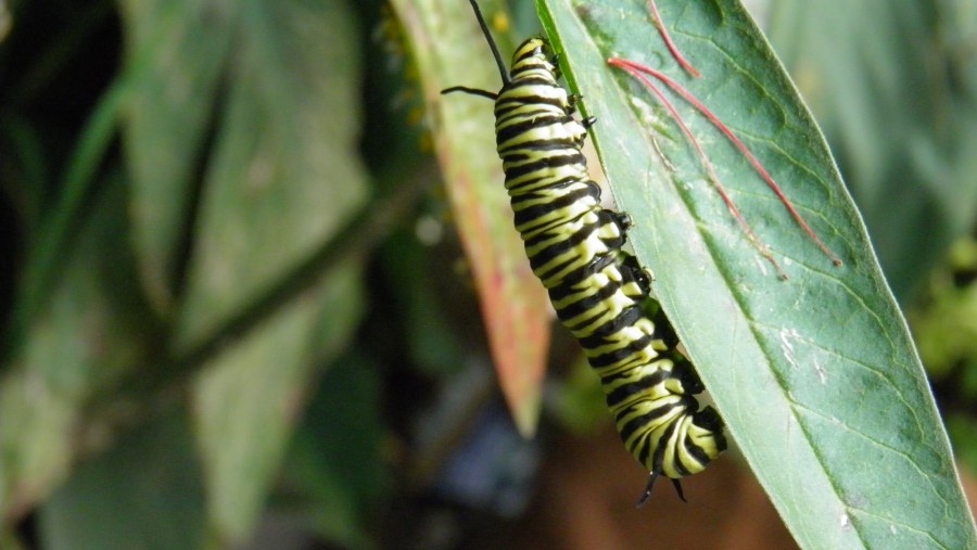Inseto, lagarta, folha, macro