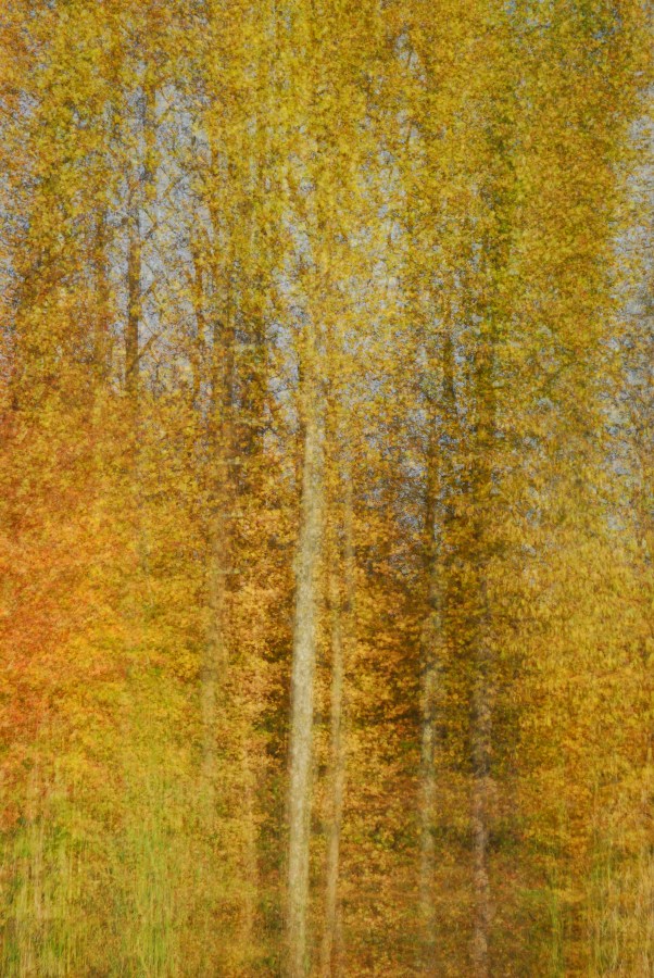 antecedentes, antecedentes, autumn, sai, secar, seca, seasons, dia