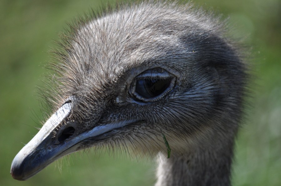 Avestruz, um pássaro animal, olho, penas, plumagem, bico, rápido, velocidade, África, Africano, Altura, Animais, Aparência, Pássaro, Avestruzes, Aviária, Cabeça, Conservação, Conserve, Pescoço, Struthio camelus