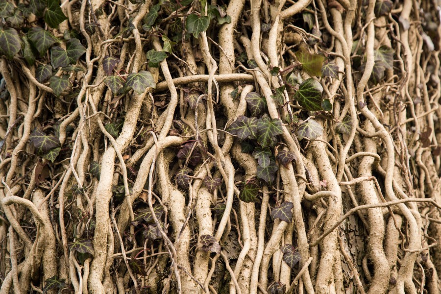 fundo, fundo, árvore, raiz, raizes, natureza, nobody,