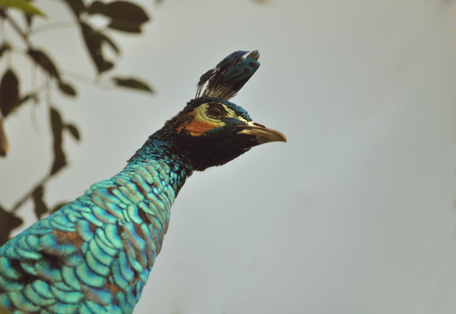 pavão, ave, um animal