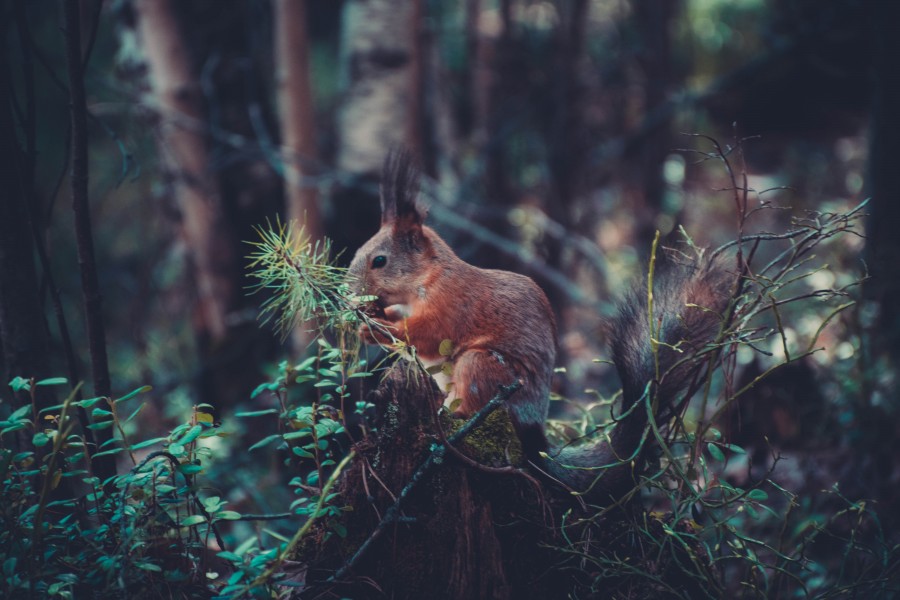 floresta dos animais, selvagem, esquilo, natureza,