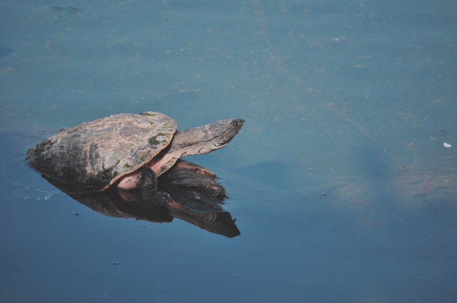 tartaruga, natureza, animais selvagens, lago animal, espelho, reflexão, azul