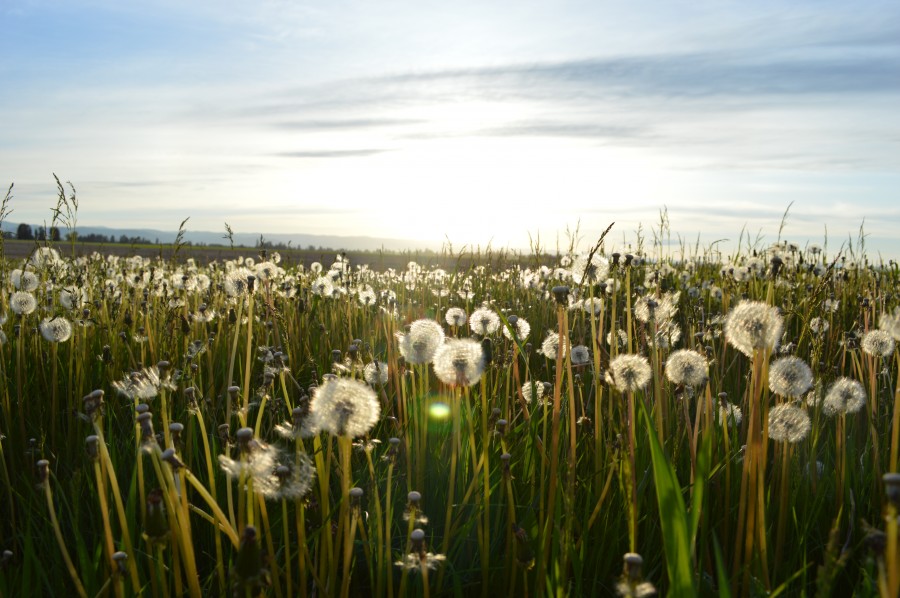 campo, paisagem, primavera, dente de leão, flor, flores,