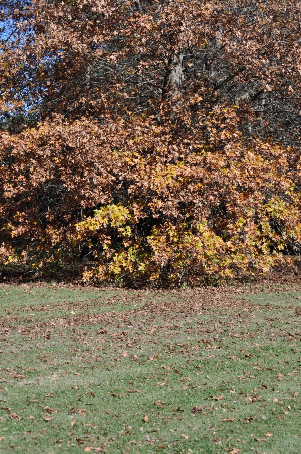 Outono, Folhas, Folha, Seca, Outonal, Plano de fundo, Planos de fundo, Natureza, Verde, Amarelo