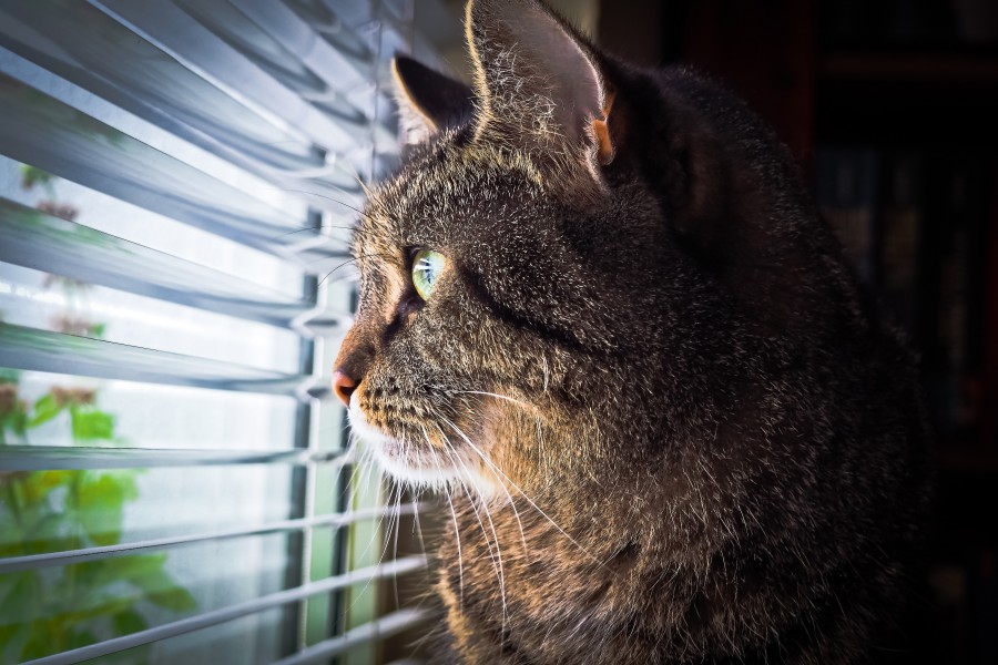 gatinho, bebê gato, animais jovens, agressivo, caça, gato, pele, adorável, animais, carnívoros, fofo, cabelo, bebê, mamífero, pata, animais de estimação, brincalhão, retrato, puro sangue, pequeno, curioso, querido, fotos grátis, imagens grátis, gato doméstico, retrato de cabeça animal, gato enrugado, bonito, gatinho, animais, fotografia, olhando para câmera, animal doméstico, animal jovem, cor, dia, dentro de casa, animal de estimação, ninguém, olho de Animais, Partes do corpo animal Temas animais, animal adorável, animal de estimação, peludo, juba, cores, cabelos, listras, felino, gatinho, micifuz, michino, madrileño, felido, gatuno
