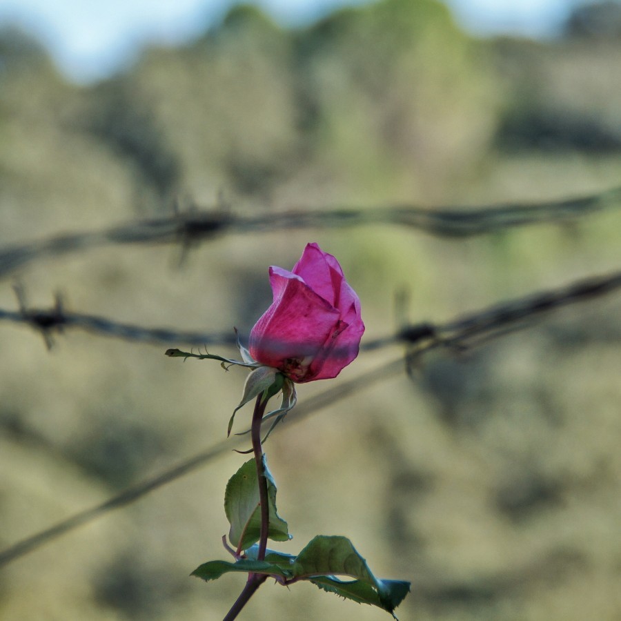 rosa, close-up, flor, ninguém, florescer, primavera,
