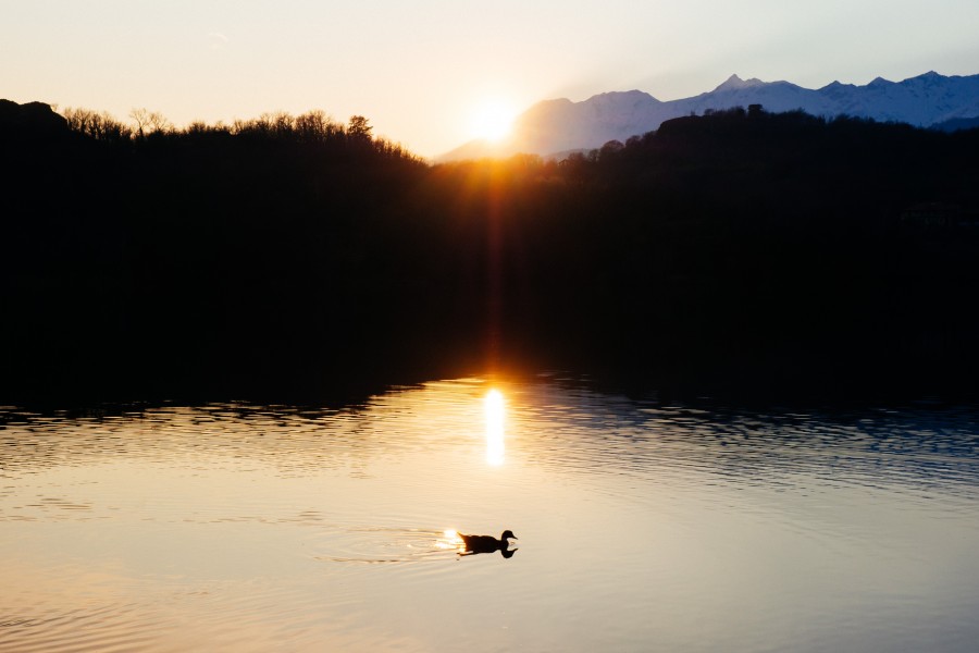 lago, lagoa, pato, paisagem, natureza, pôr do sol, animais