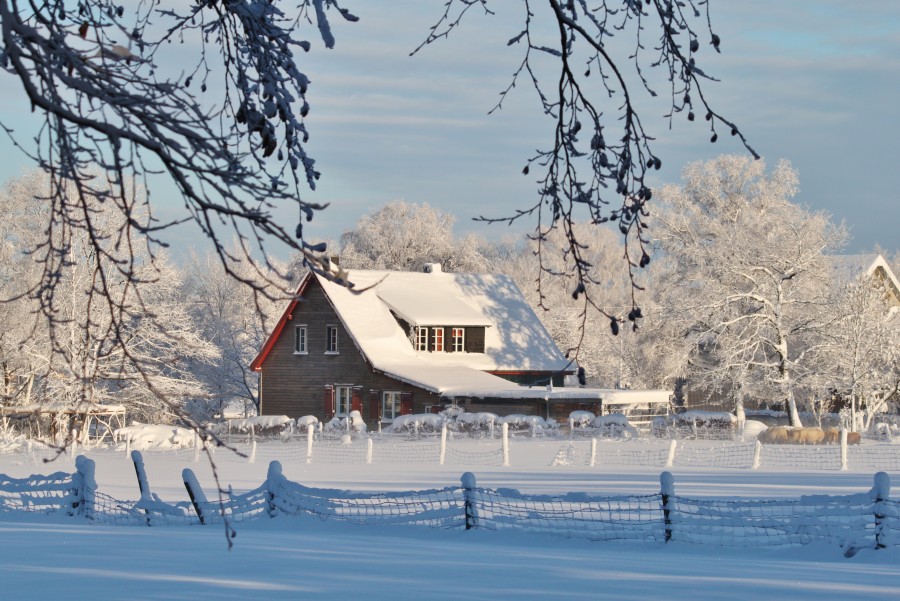 neve, frio, inverno, árvore, folha seca, geada, frescura, baixa temperatura, frieza, legal, congelamento, congelados, nevado, cerca, casa, casa de campo