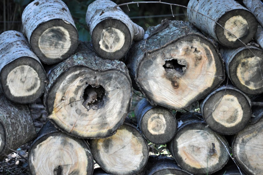 Log, madeira, troncos, lenha
