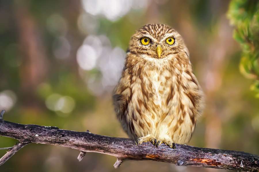 ave, floresta, coruja, natureza, vida selvagem, animal, selvagem, retrato, pena, bico, olho, árvore, closeup, predador, marrom, plano de fundo, caçador, olhos, branco, procurando, ao ar livre, ave de rapina, presa, natural, bela, ramo, verde, penas, cabeça, aparência, ornitologia, fofo, plumagem, rosto, sentado, laranja, raptor, noite, jovem, amarelo, pássaros, europeu, outono, próximo, noturno, sem pessoas, um animal, madeira, strix, ao ar livre