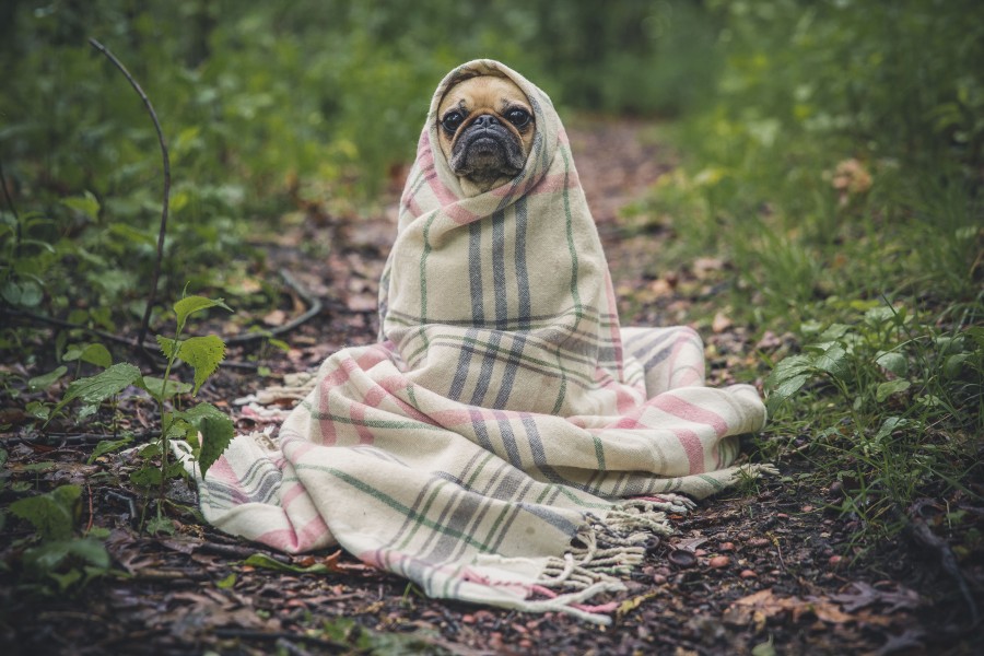 dog, pet, pug, amigáveis, engracada, outside, concept, nobody, carlino,