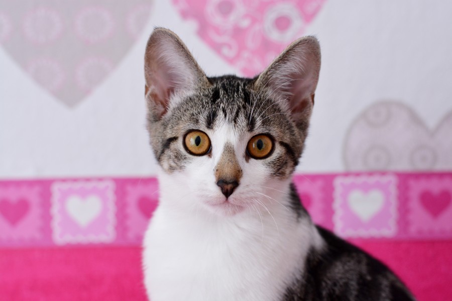 gatinho, bebê gato, animais jovens, agressivo, caça, gato, pele, adorável, animais, carnívoros, fofo, cabelo, bebê, mamífero, pata, animais de estimação, brincalhão, retrato, puro sangue, pequeno, curioso, querido, fotos grátis, imagens grátis, gato doméstico, retrato de cabeça animal, gato enrugado, bonito, gatinho, animais, fotografia, olhando para câmera, animal doméstico, animal jovem, cor, dia, dentro de casa, animal de estimação, ninguém, olho de Animais, Partes do corpo animal Temas animais, animal adorável, animal de estimação, peludo, juba, cores, cabelos, listras, felino, gatinho, micifuz, michino, madrileño, felido, gatuno